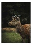 Tablou Canvas, "Cerbul &icirc;n lumina pădurii misterioase", Nu știu cine este &icirc;n imagine, dar pot să descriu imaginea: Cerb, Natură, Blană, Animale, Pădure