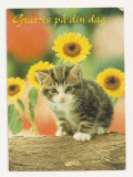 FA10 - Carte Postala- SUEDIA - Genevad, Cat, Grattis pa din dag, circulata, Fotografie