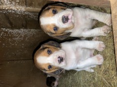 Catelusi Beagle de vanzare. foto