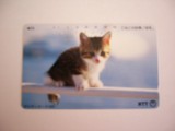 B11 7 - Carduri si cartele telefonice - Japonia - Pisici - piesa de colectie