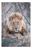 Tablou Canvas, "Regele leului &icirc;n sălbăticie liniștită", Puternic, Regal, Stăp&acirc;nitor, Majestic, Observator, Impunător, Viguros, Protector, 26 x 39 cm,