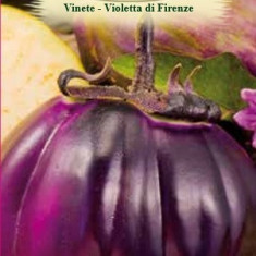 VINETE VIOLETTA DI FIRENZE 1 g