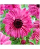 Anemone, Coronaria Admiral, Roz, 5/6, 1 Bulb, Oem