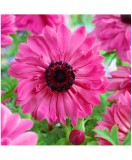 Anemone, Coronaria Admiral, Roz, 5/6, 1 Bulb