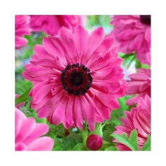 Anemone, Coronaria Admiral, Roz, 5/6, 1 Bulb