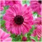 Anemone, Coronaria Admiral, Roz, 5/6, 1 Bulb