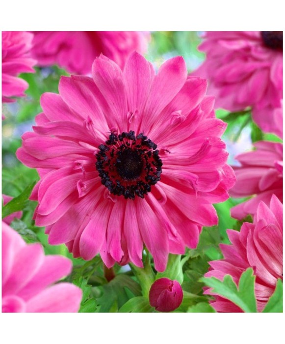 Anemone, Coronaria Admiral, Roz, 5/6, 1 Bulb