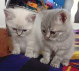 Pisicute british shorthair