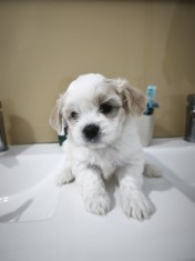Pui de bichon maltez