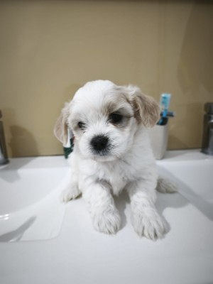 Pui de bichon maltez foto