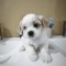 Pui de bichon maltez