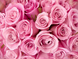 Cumpara ieftin Tablou canvas Trandafiri roz, 60 x 40 cm