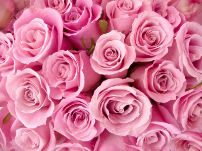 Tablou canvas Trandafiri roz, 90 x 60 cm foto