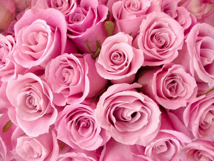 Tablou canvas Trandafiri roz, 60 x 40 cm