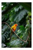 Tablou Canvas, "Papagal colorat &icirc;n jungla verde", Exotic, Vivid, Perched, Jungle, Colorful, Lush, 26 x 39 cm, CMCLASS