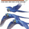 Wildlife Conservation Society Birds of Brazil: The Pantanal &amp; Cerrado of Central Brazil