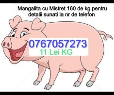 Porc Mangalita cu Mistret ! 11 lei kg / 0767057273 foto