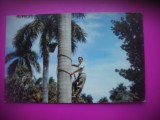 HOPCT 7071 CULEGATOR DE PALMIER-RANCHO LUNA IN 1964 - CUBA-AMERICA CENTRALA-CIRCULATA
