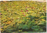CPIB 15402 - CARTE POSTALA - BAILE FELIX. LACUL CU LOTUS, Circulata, Fotografie