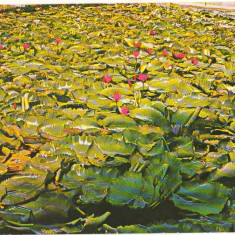 CPIB 15402 - CARTE POSTALA - BAILE FELIX. LACUL CU LOTUS