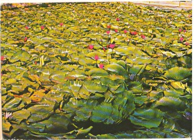 CPIB 15402 - CARTE POSTALA - BAILE FELIX. LACUL CU LOTUS foto