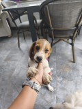 Pui Beagle