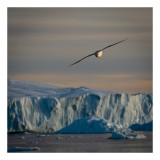 Tablou Canvas, "Pasărea singuratică deasupra ghețarului arctic", Cer, Gheață, Pasăre, Munte, Orizont, Apus, Natură, Liniște, Frig, Zbor, 26 x 39 cm, C