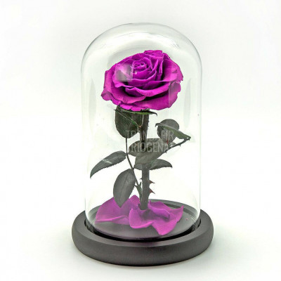 Trandafir Criogenat purpuriu bella &amp;Oslash;8cm in cupola 12x25cm foto