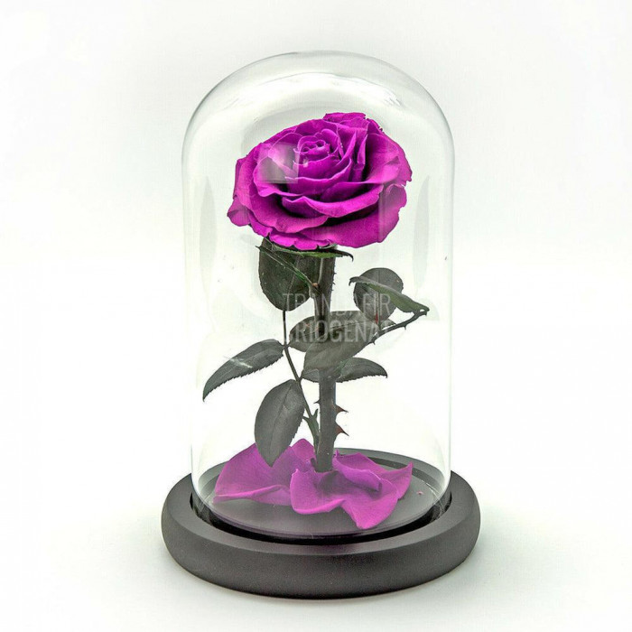 Trandafir Criogenat purpuriu bella &Oslash;8cm in cupola 12x25cm