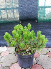 Pinus Mugo ?Pumilio? (20 cm) foto