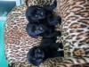 Labrador Retriever Negru Puiuti Masculi disponibili