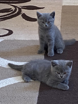 Pui British Shorthair 9 săptămani Iași/Botoșani foto