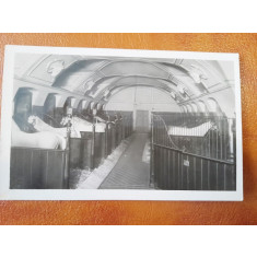 Fotografie tip Carte postala, la scoala de echitatie de la Viena, 1931, necirculata
