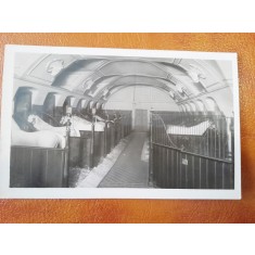 Fotografie tip Carte postala, la scoala de echitatie de la Viena, 1931, necirculata