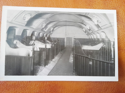 Fotografie tip Carte postala, la scoala de echitatie de la Viena, 1931, necirculata foto