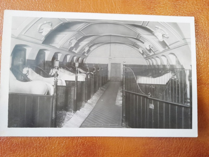 Fotografie tip Carte postala, la scoala de echitatie de la Viena, 1931, necirculata