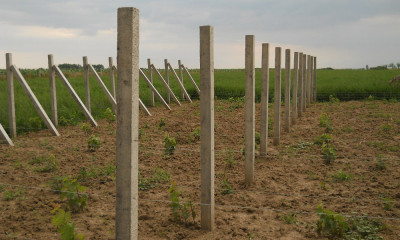 Vănd SPALIERI DE VIE foto