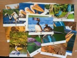 Carte postala vedere PASARI DIN DELTA DUNARII necirculate ( 25 buc.)