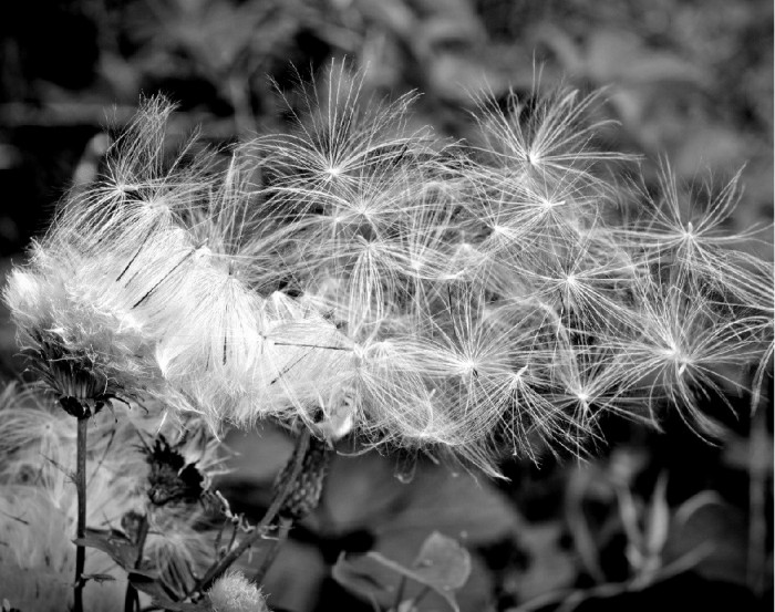 Fototapet Papadie alb negru, 300 x 200 cm