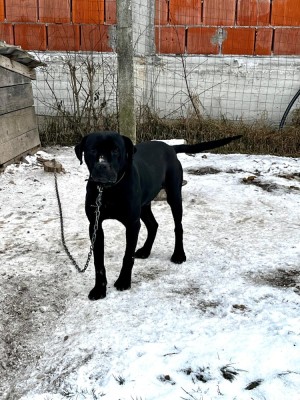 Caine cane corso foto