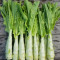 Salata - Celtuce Lactuca sativa var. augustana 0.50 gr