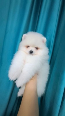 Pomeranian rasa pura foto