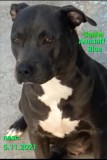 American Staffordshire Amstaff Blue