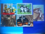 HOPCT LOT NR 1064 .PISICI --5 CARTI POSTALE-NECIRCULATE