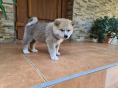 Căței Akita Inu Japonez de v&amp;acirc;nzare foto