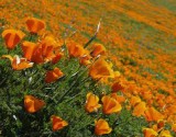 Seminte Mac Californian (Eschscholzia californica), 10 seminte/pachet + Cadou Surpriza