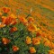 Eschscholzia californica / Mac californian 10 seminte in pachet