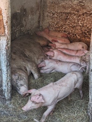 Vand 8 purcelusi foto