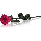 RoseAmor Fuchsia trandafir stabilizat pe tulpină 30 cm 1 buc