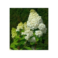 Planta Hydrangea panic. HERCULES Grhp14 PBR C2, ghiveci 2l